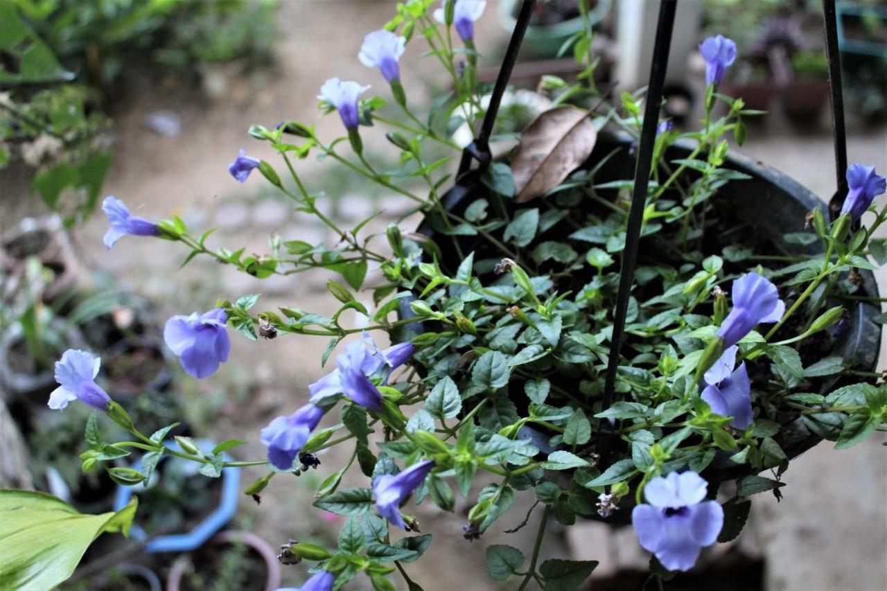 Amado Homestay เอลลา ภายนอก รูปภาพ
