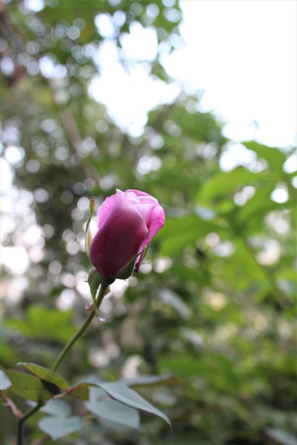 Amado Homestay เอลลา ภายนอก รูปภาพ