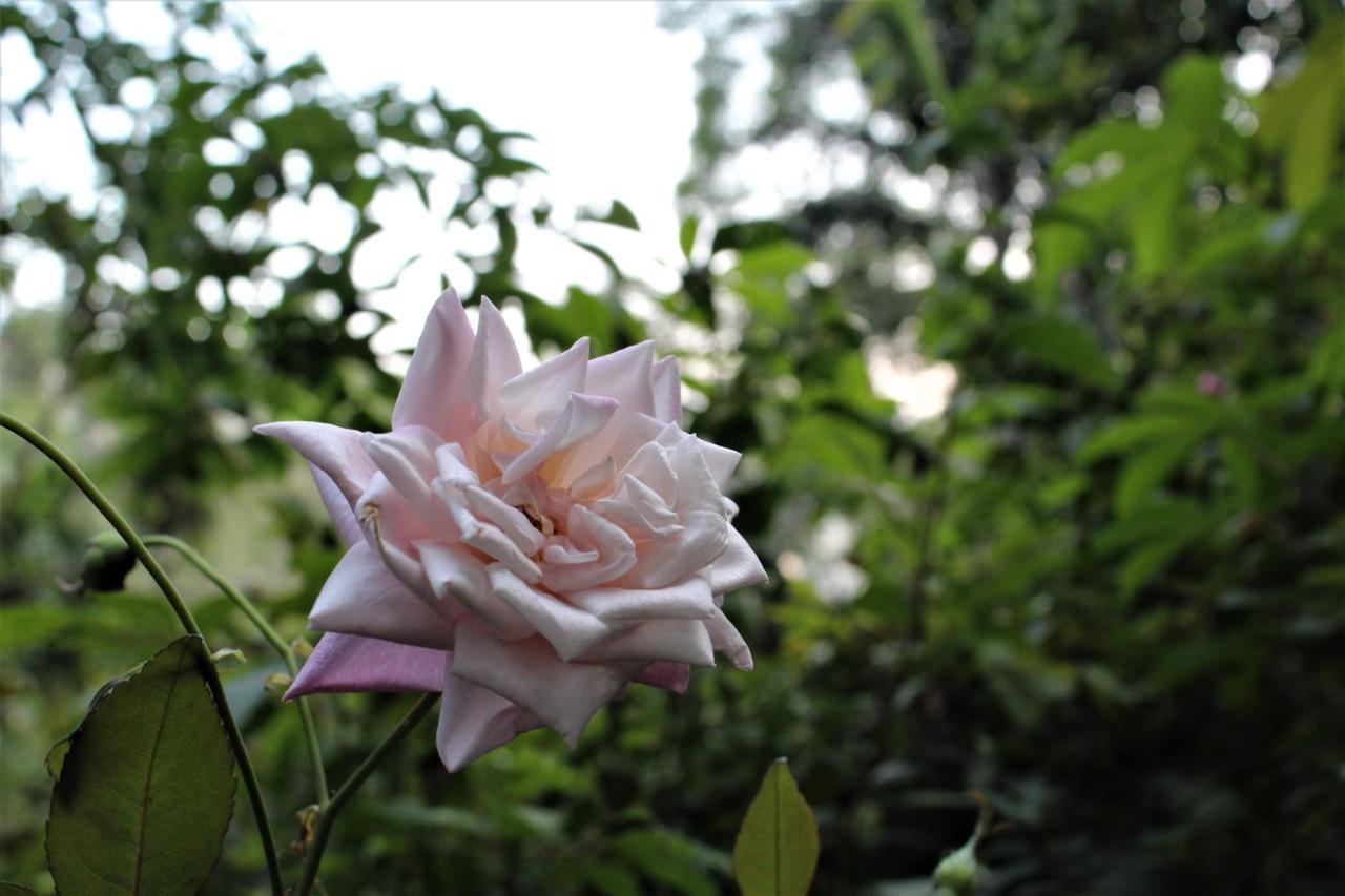 Amado Homestay เอลลา ภายนอก รูปภาพ
